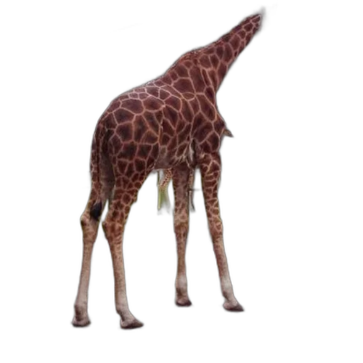 animal, creature, staff, weapon transparent PNG cut-out