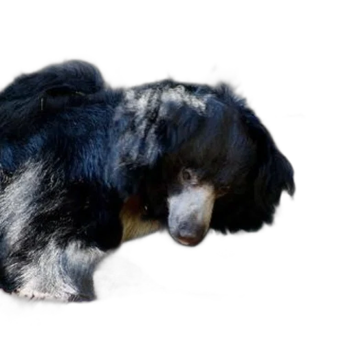 animal, creature, hair, staff transparent PNG cut-out