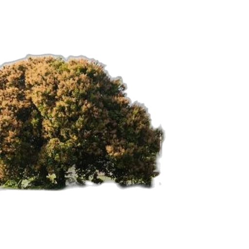 tree, crown, hair, car transparent PNG cut-out