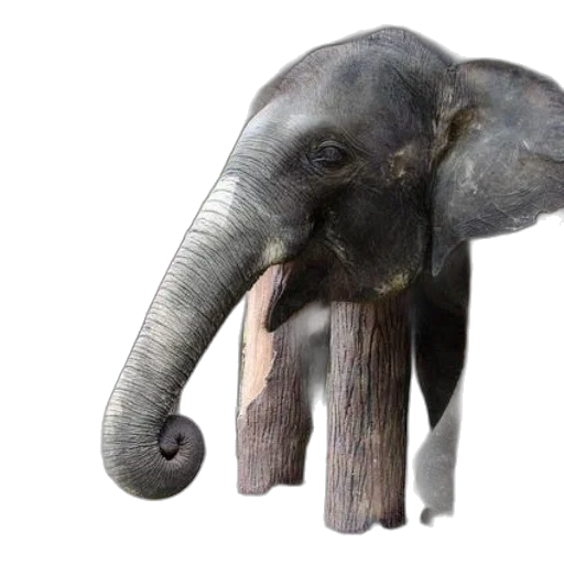 animal, creature, staff, weapon transparent PNG cut-out