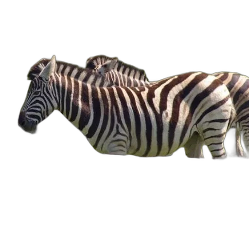 animal, creature, furniture, jewelry transparent PNG cut-out