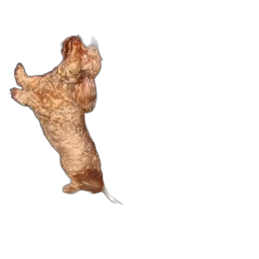 food, animal, creature, dragon transparent PNG cut-out
