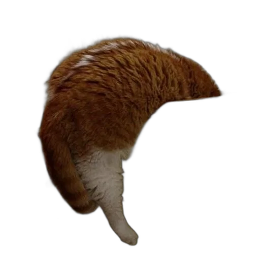 hat, hair, staff, animal transparent PNG cut-out