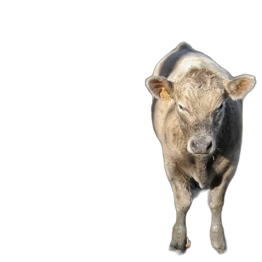 animal, face, food, jewelry transparent PNG cut-out