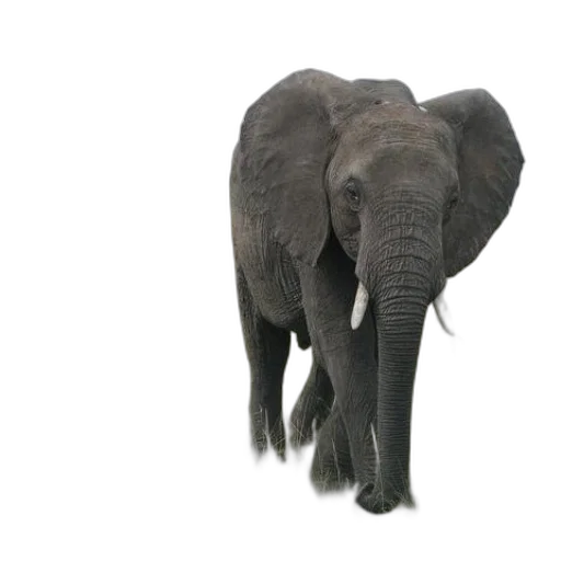 animal, creature, weapon, staff transparent PNG cut-out