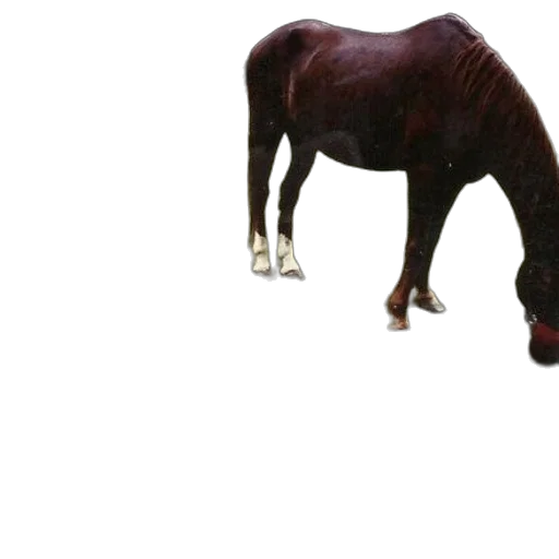 animal, creature, dragon, staff transparent PNG cut-out