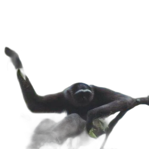 creature, dragon, animal, staff transparent PNG cut-out