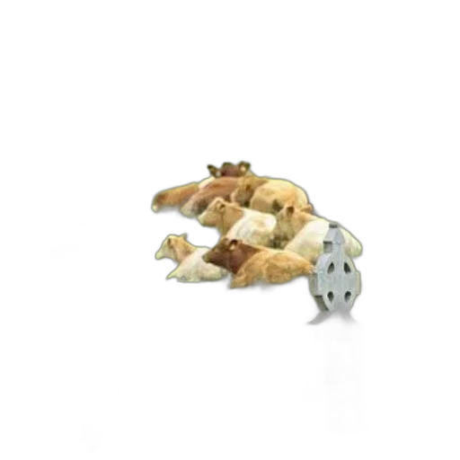 jewelry, food, animal, furniture transparent PNG cut-out