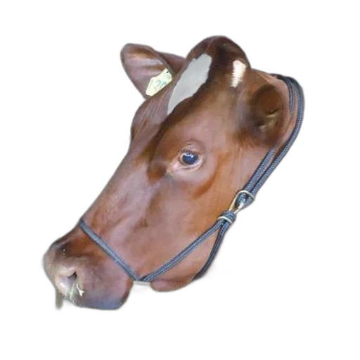 animal, mask, face, jewelry transparent PNG cut-out