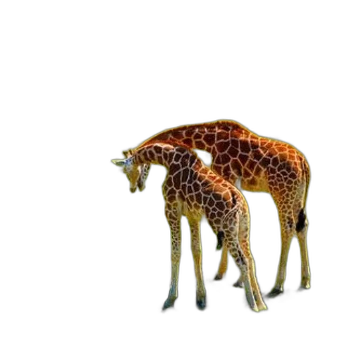 animal, creature, crown, staff transparent PNG cut-out
