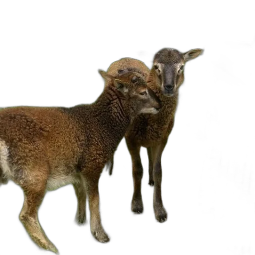 animal, creature, photorealistic, 3d render transparent PNG cut-out