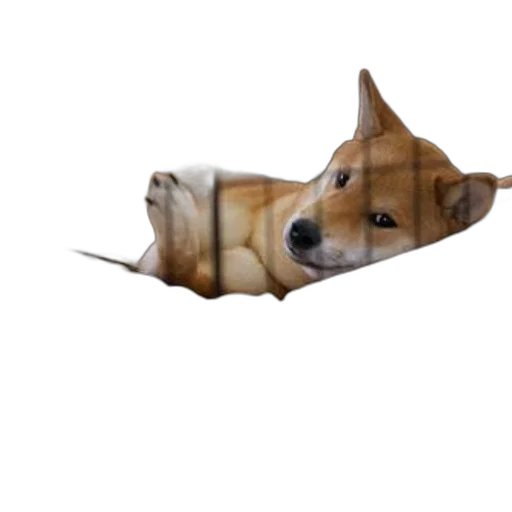 animal, creature, staff, umbrella transparent PNG cut-out