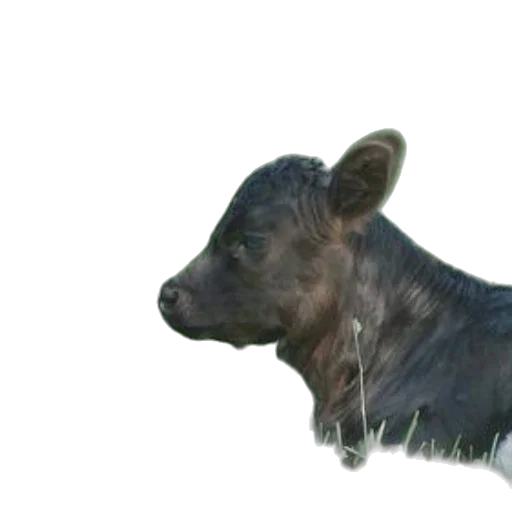 animal, creature, face, food transparent PNG cut-out