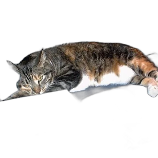 staff, animal, weapon, creature transparent PNG cut-out