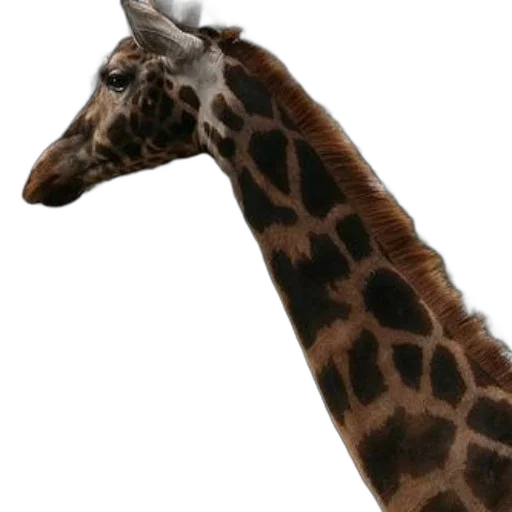animal, creature, staff, hat transparent PNG cut-out