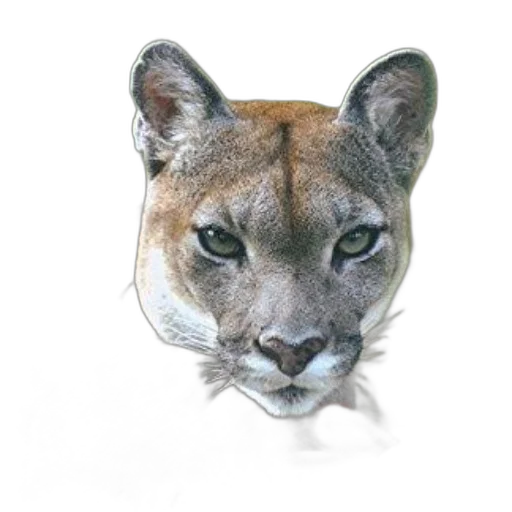 animal, crown, mask, face transparent PNG cut-out