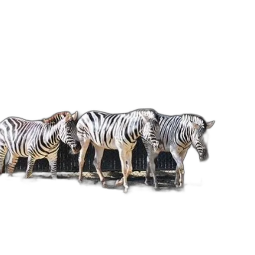 animal, jewelry, furniture, shoes transparent PNG cut-out