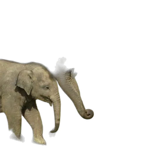 animal, creature, hat, staff transparent PNG cut-out