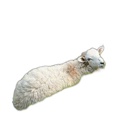 animal, creature, staff, hair transparent PNG cut-out