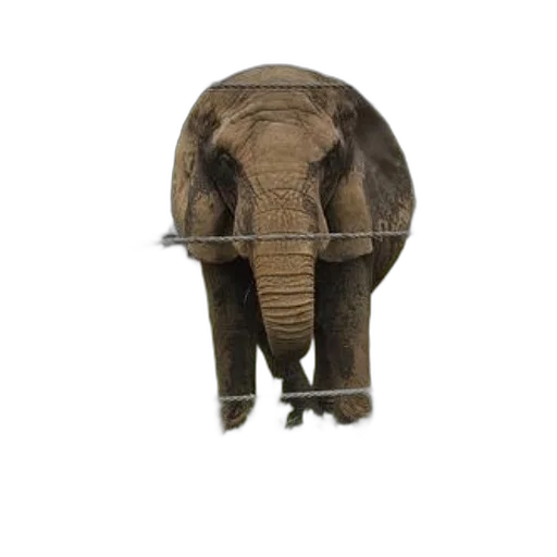 animal, creature, hat, staff transparent PNG cut-out