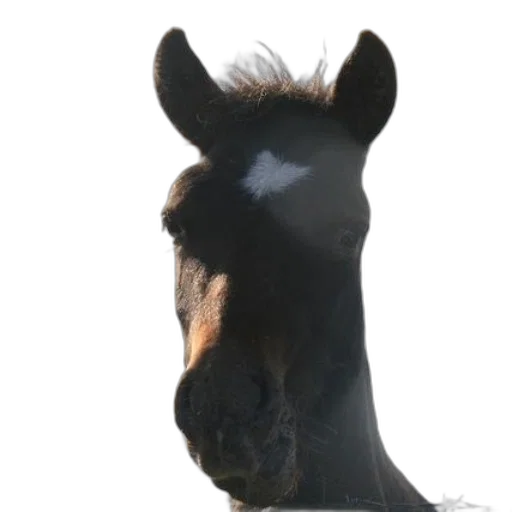 animal, face, staff, hair transparent PNG cut-out