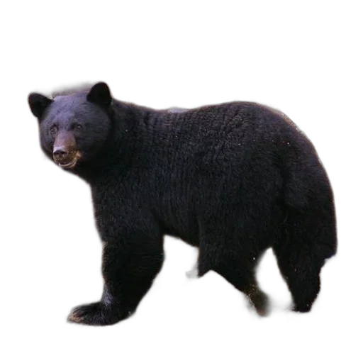 animal, creature, staff, food transparent PNG cut-out