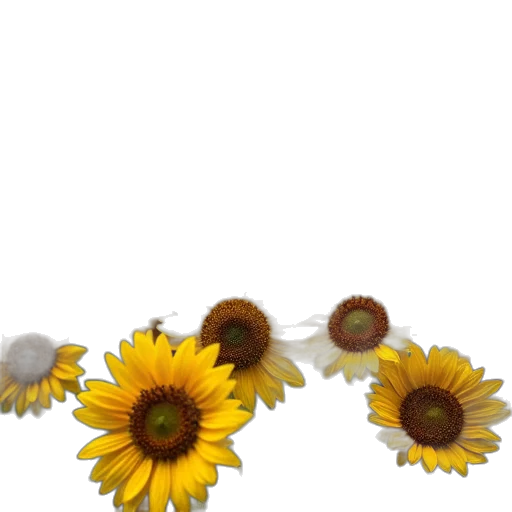 flower, jewelry, crown, shoes transparent PNG cut-out