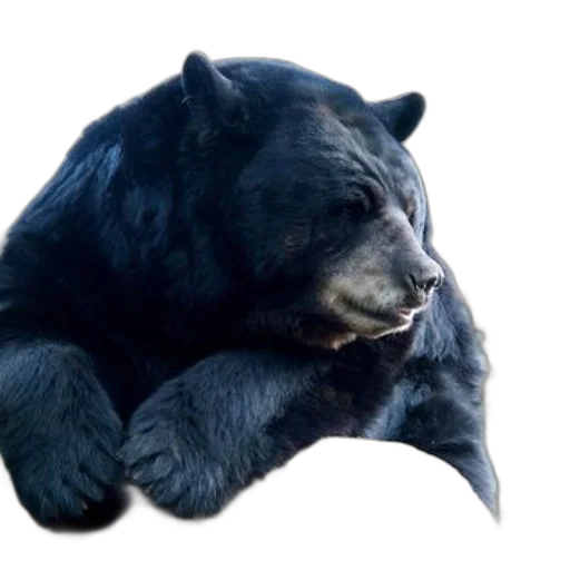 animal, creature, photorealistic, concept art transparent PNG cut-out