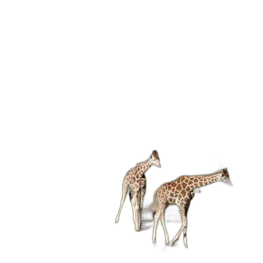 animal, creature, furniture, shoes transparent PNG cut-out