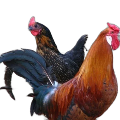animal, food, jewelry, crown transparent PNG cut-out