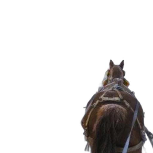 animal, staff, hair, hat transparent PNG cut-out
