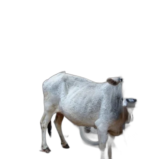 animal, creature, robot, food transparent PNG cut-out