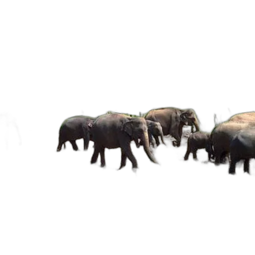 animal, creature, furniture, weapon transparent PNG cut-out