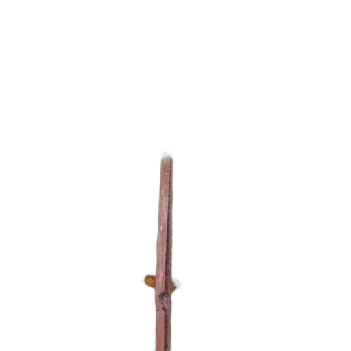 sword, staff, weapon, jewelry transparent PNG cut-out