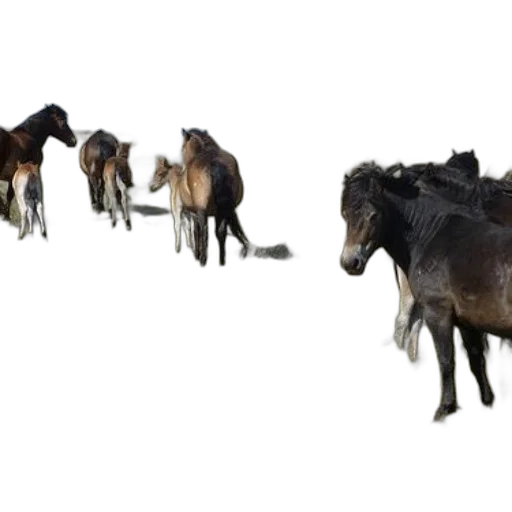 animal, hair, staff, creature transparent PNG cut-out