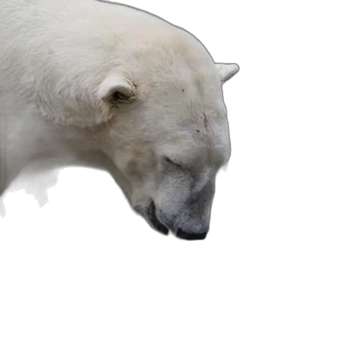 animal, creature, face, 3d render transparent PNG cut-out