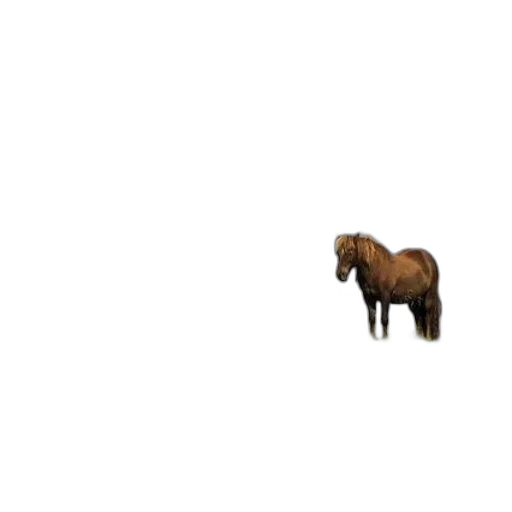 animal, creature, furniture, hair transparent PNG cut-out