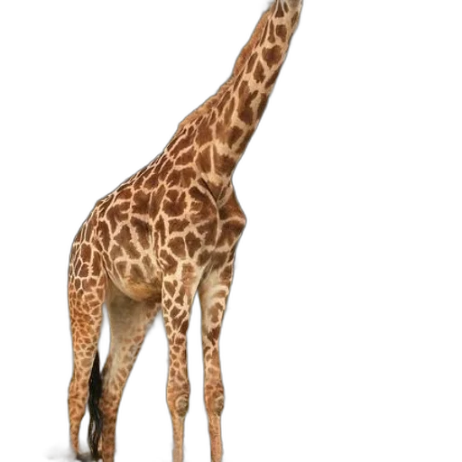 animal, creature, staff, dress transparent PNG cut-out