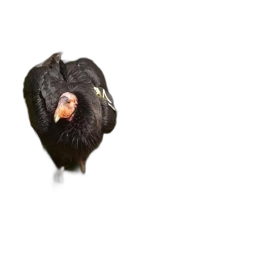 animal, creature, face, hair transparent PNG cut-out