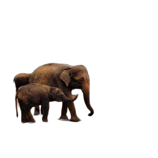 animal, creature, furniture, umbrella transparent PNG cut-out