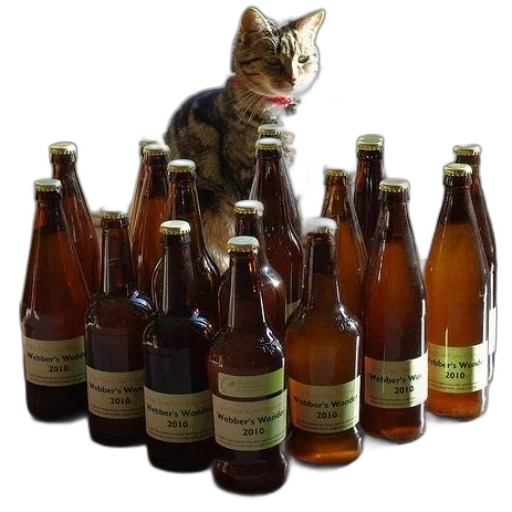 bottle, animal, cat, sits transparent PNG cut-out