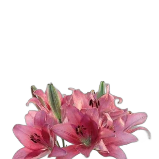 flower, crown, jewelry, staff transparent PNG cut-out