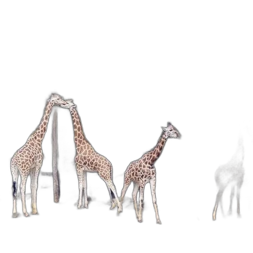 animal, shoes, jewelry, creature transparent PNG cut-out