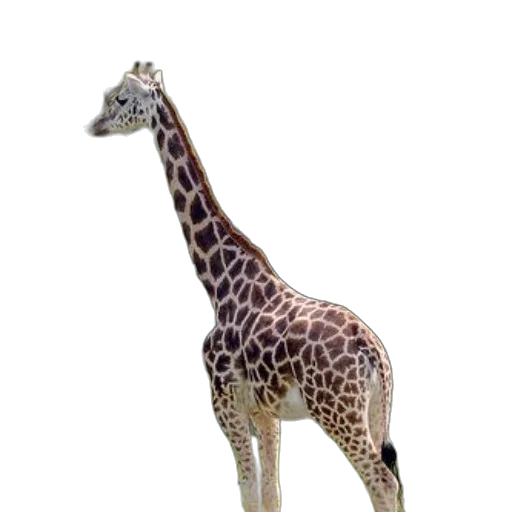 animal, staff, creature, jewelry transparent PNG cut-out