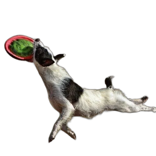 food, animal, creature, hat transparent PNG cut-out
