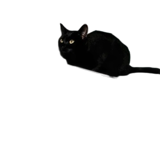 animal, creature, staff, dragon transparent PNG cut-out