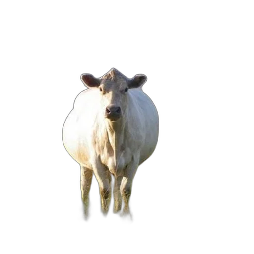 animal, jewelry, hat, food transparent PNG cut-out