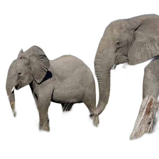 animal, creature, 3d render, concept art transparent PNG cut-out