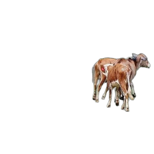 animal, creature, food, furniture transparent PNG cut-out