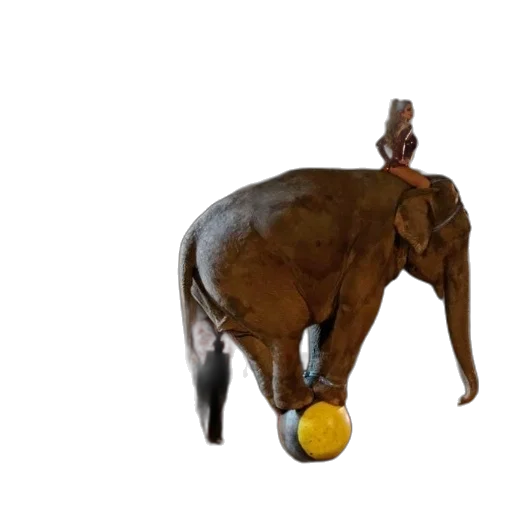 animal, staff, hat, creature transparent PNG cut-out